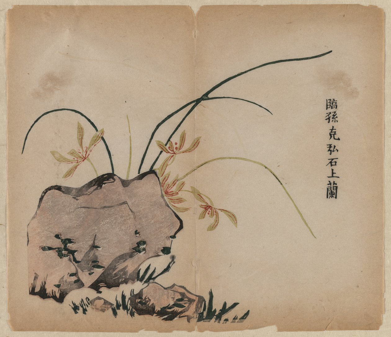 Orchidea sulle rocce da Unknown artist