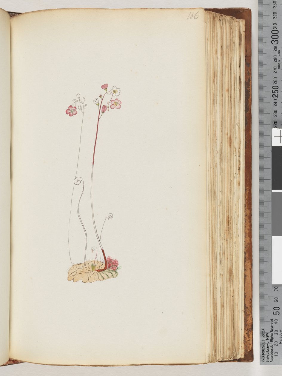 Pagina 106. Nessuna iscrizione, disegno non finito da Unknown artist