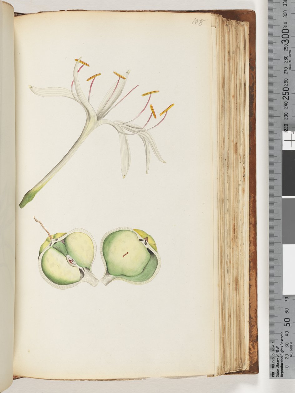 Pagina 108. Giglio da Unknown artist