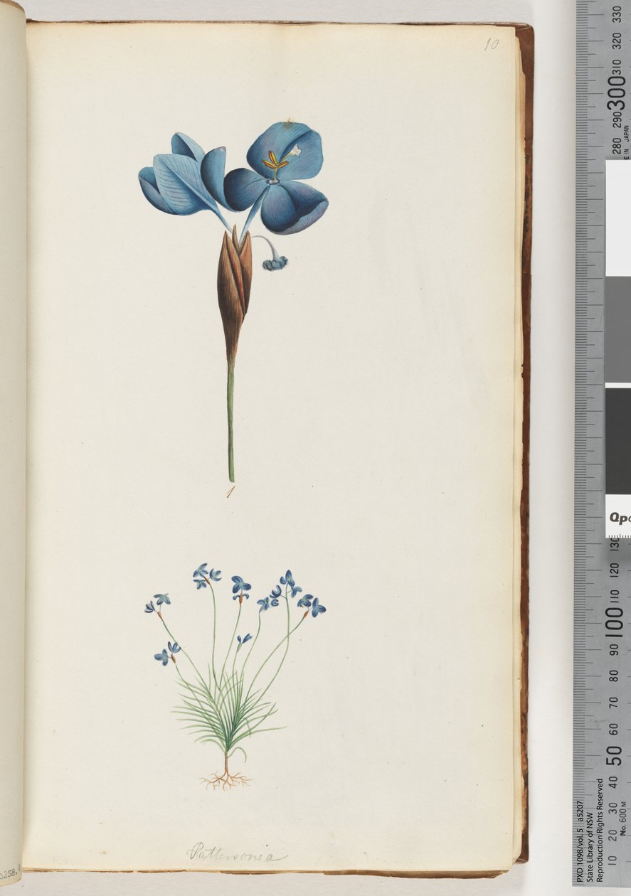 Pagina 10. Pattersonia da Unknown artist