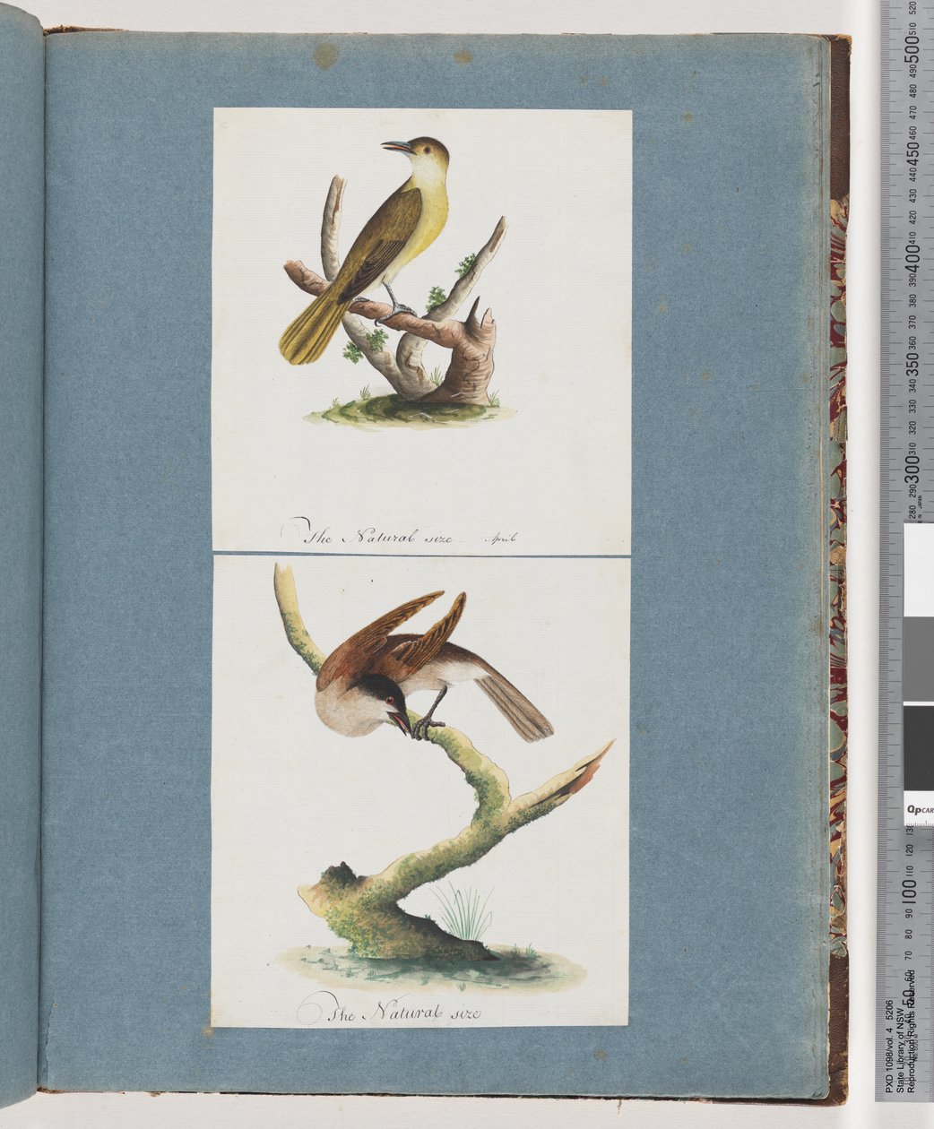 Pagina 129. Uccello non identificato. 130. Uccello non identificato da Unknown artist