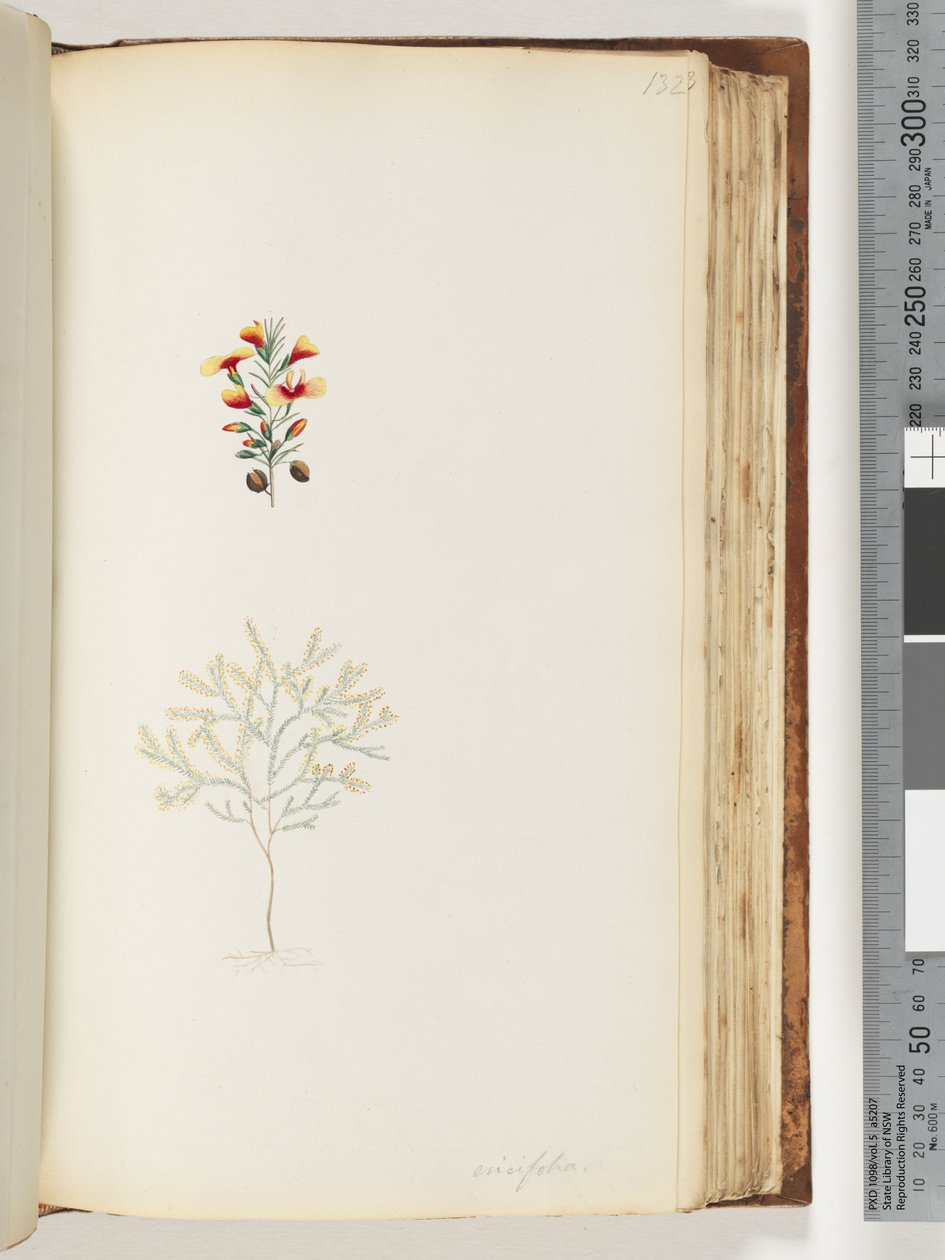 Pagina 132. Ericifolia da Unknown artist