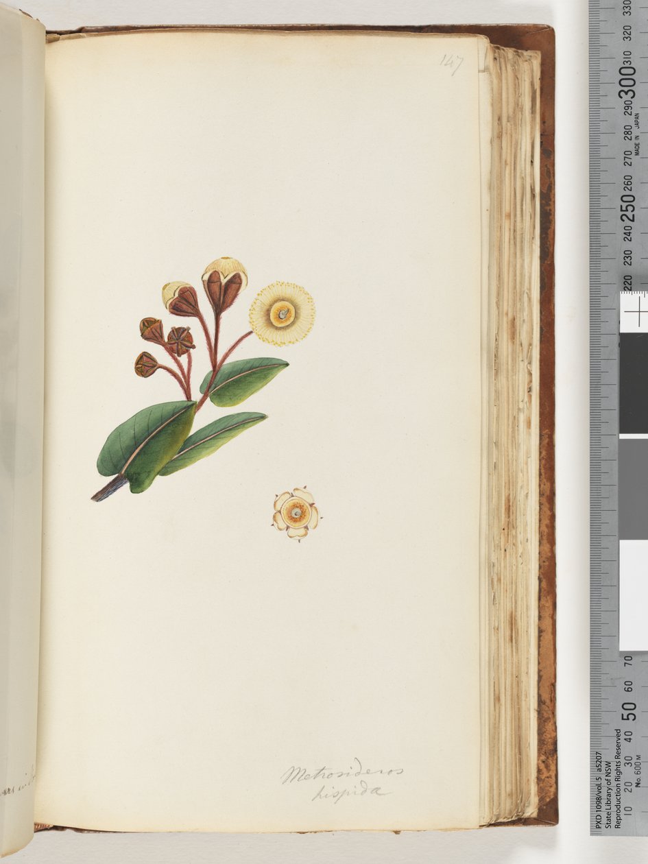Pagina 147. Metrosideros hispida da Unknown artist