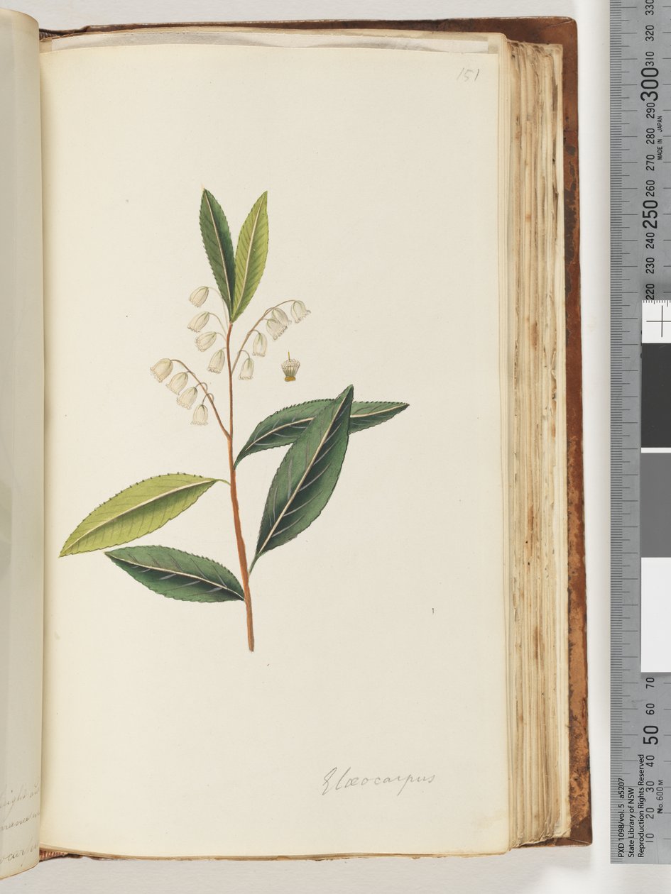 Pagina 151. Elaeocarpus da Unknown artist