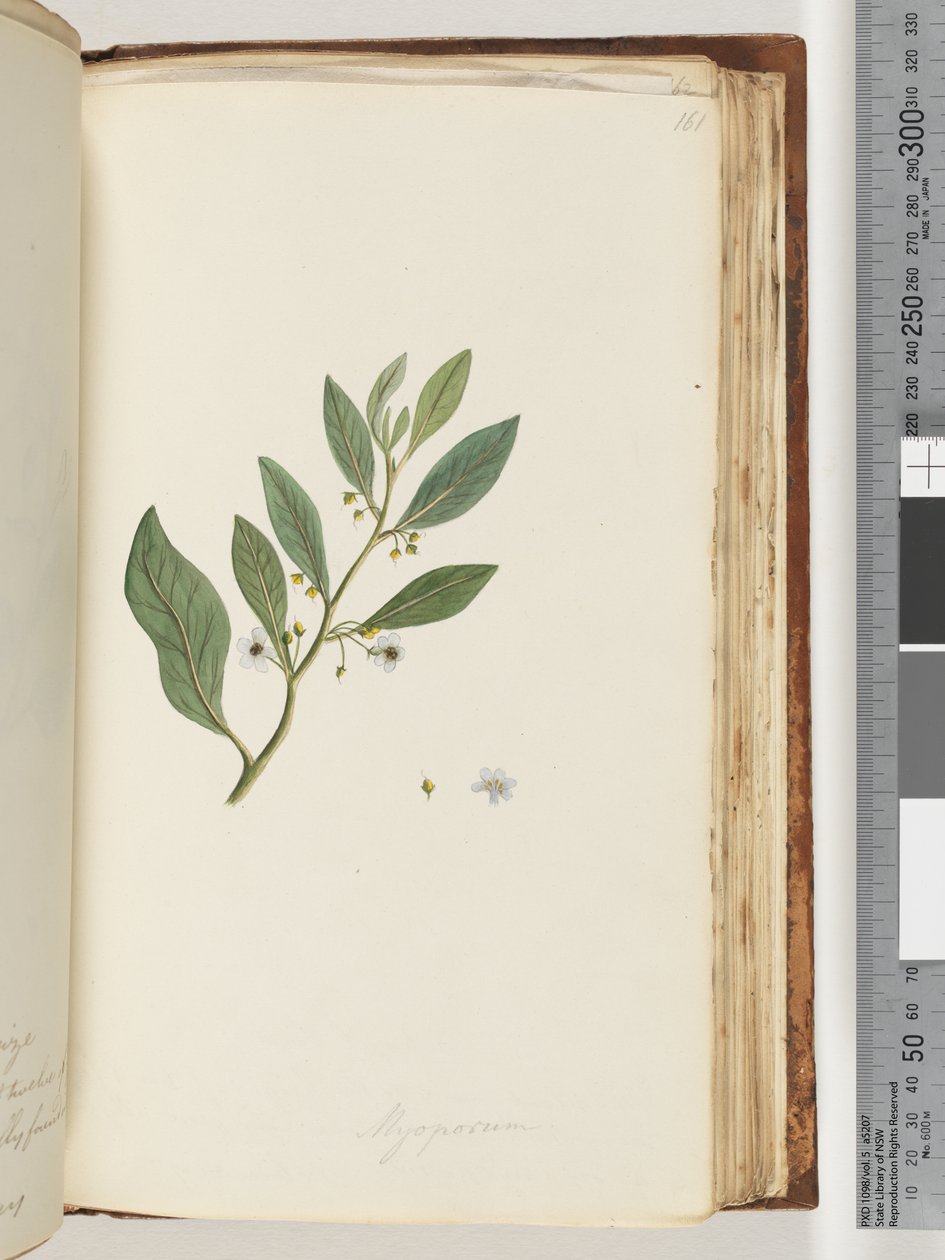Pagina 161. Myoporum da Unknown artist