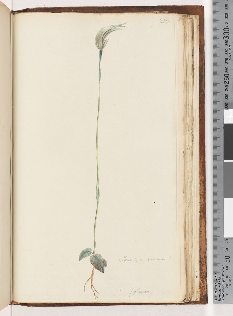 Pagina 216. Pterostylis nutans? da Unknown artist