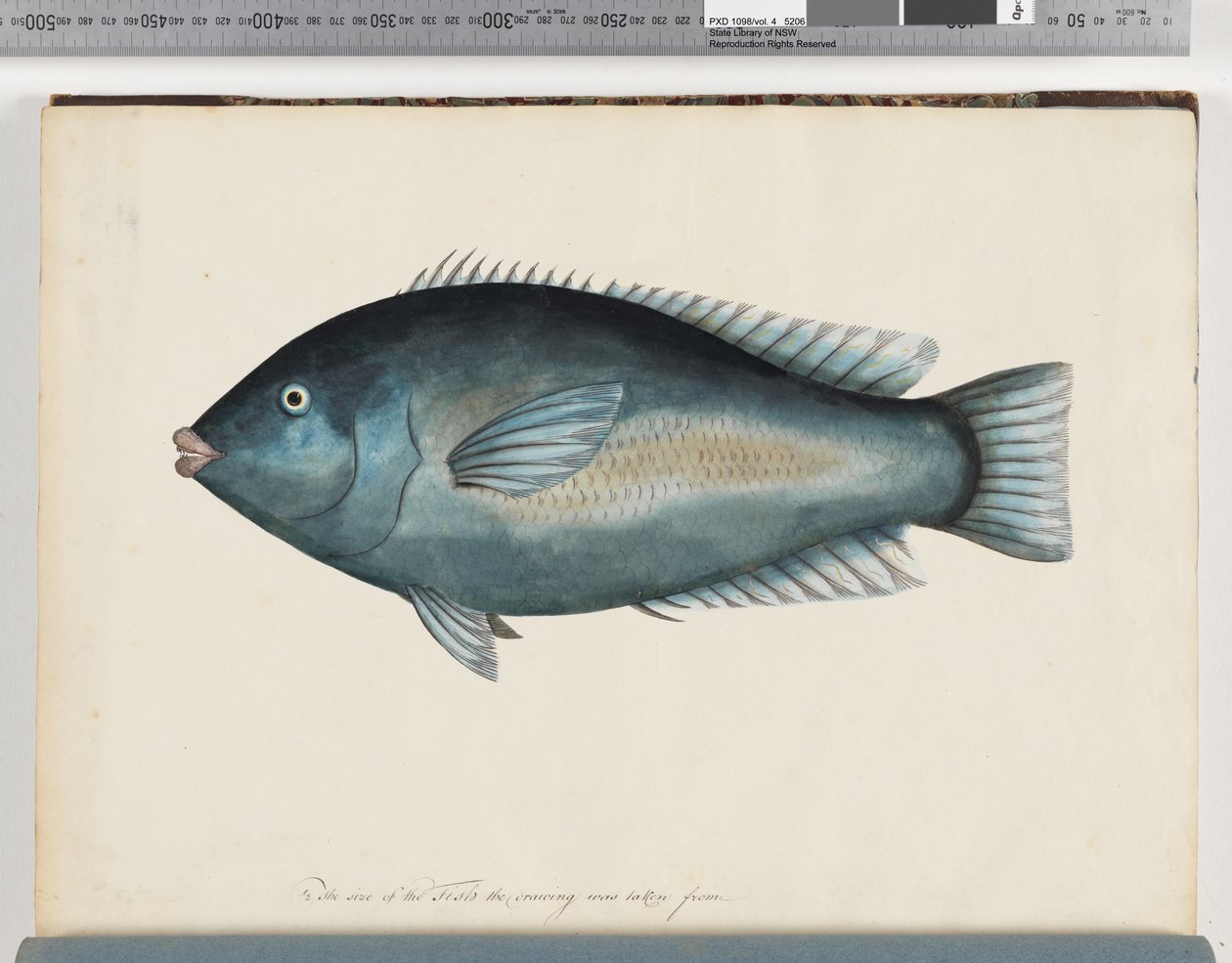 Pagina 26. Pesce non identificato da Unknown