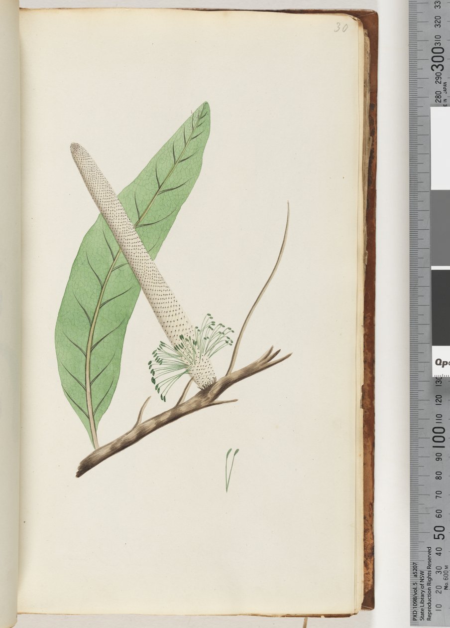 Pagina 30. Pianta, una Banksia da Unknown artist