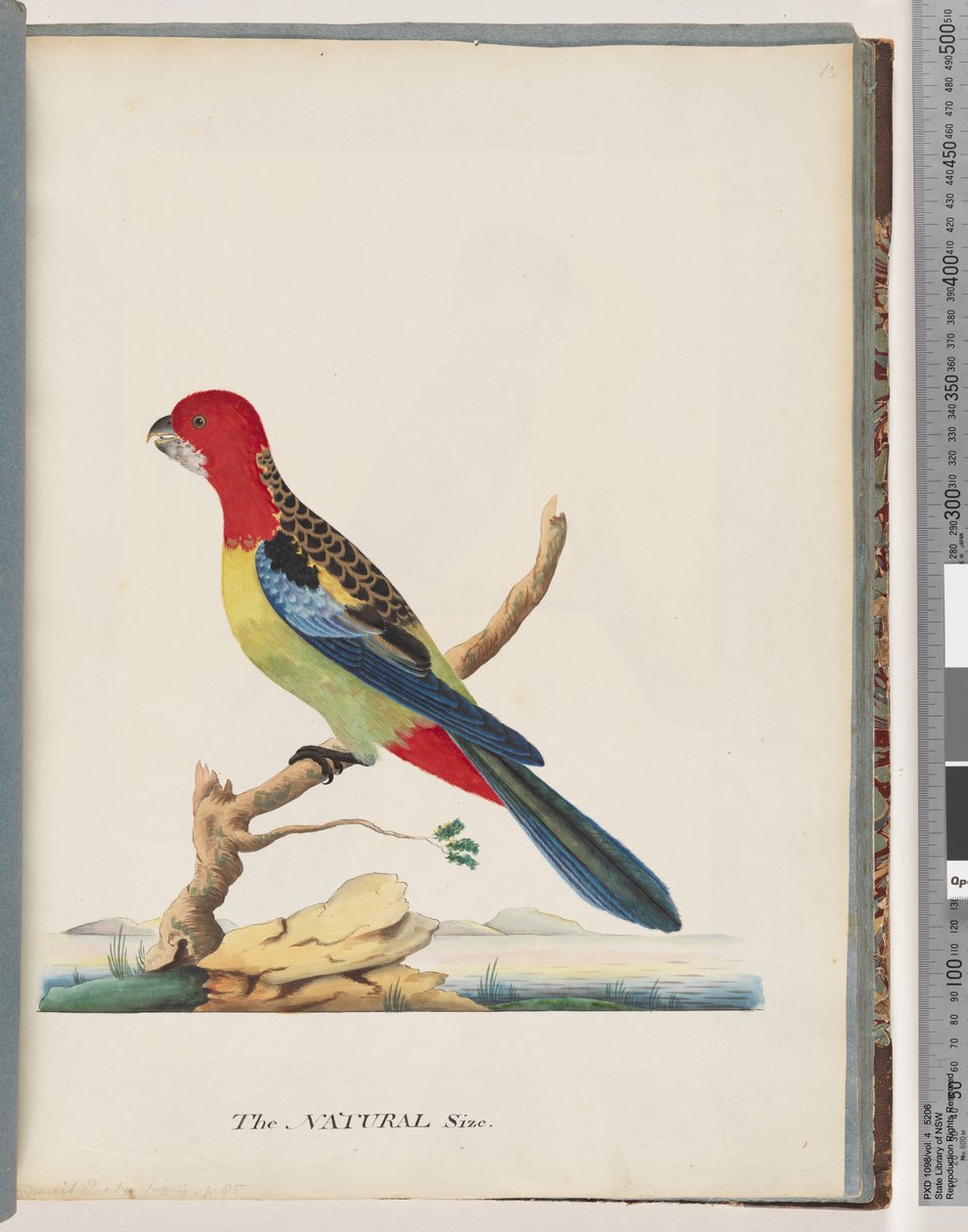 Pagina 47. Rosella Orientale. Pappagallo Nonpareil da Unknown artist