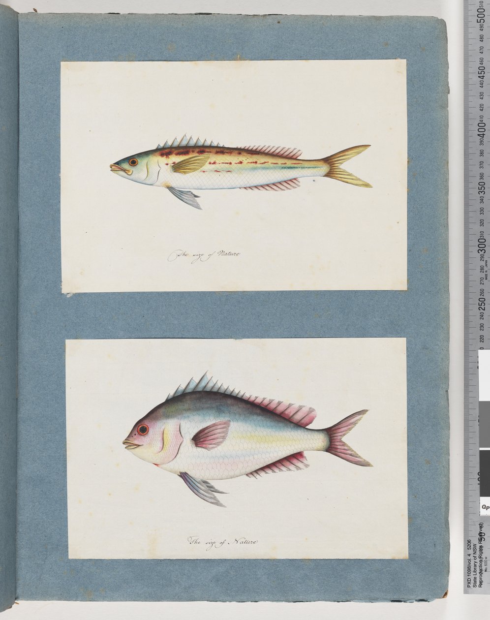 Pagina 7. Pesce non identificato. 8. Pesce non identificato da Unknown artist