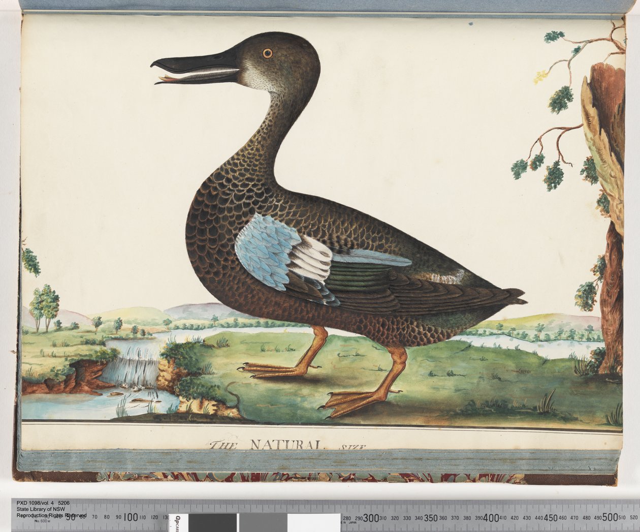 Pagina 87. Anatra da Unknown artist
