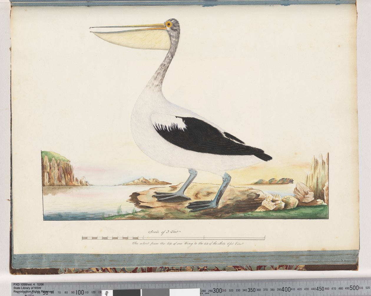 Pellicano australiano da Unknown artist