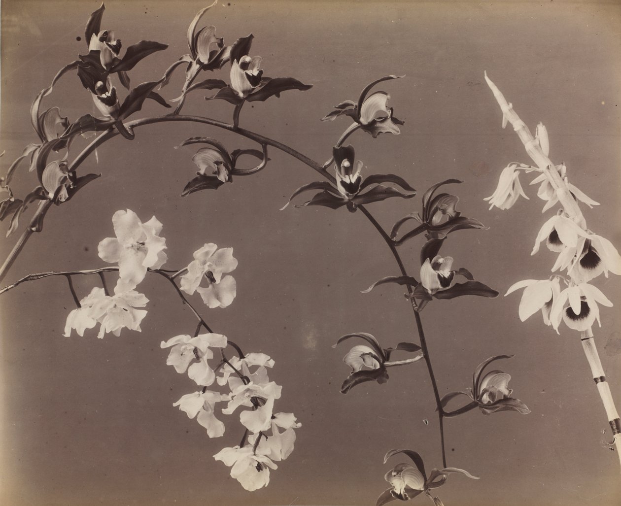 Studio di orchidee da Unknown artist