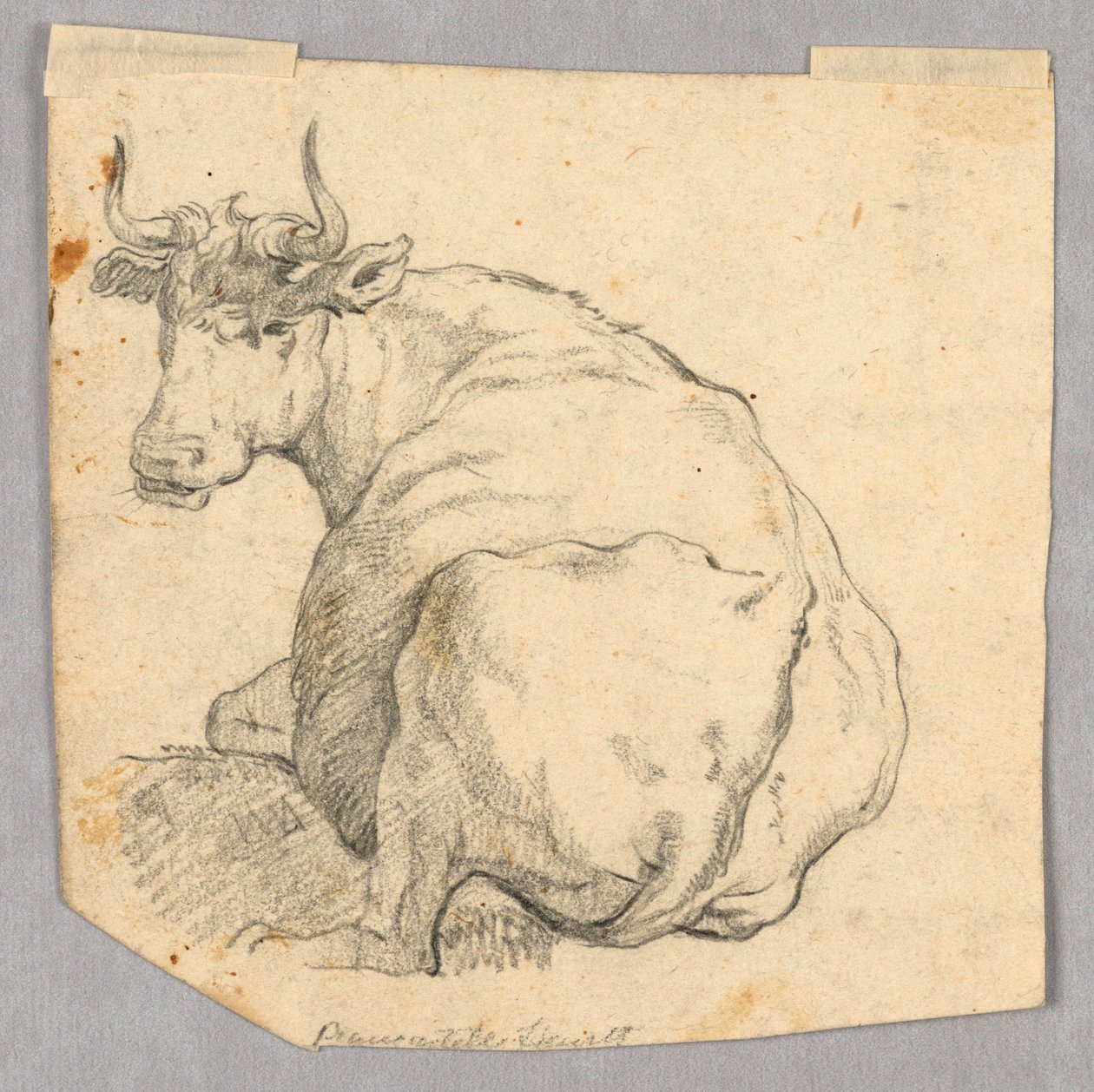 Studio di una mucca da Unknown artist