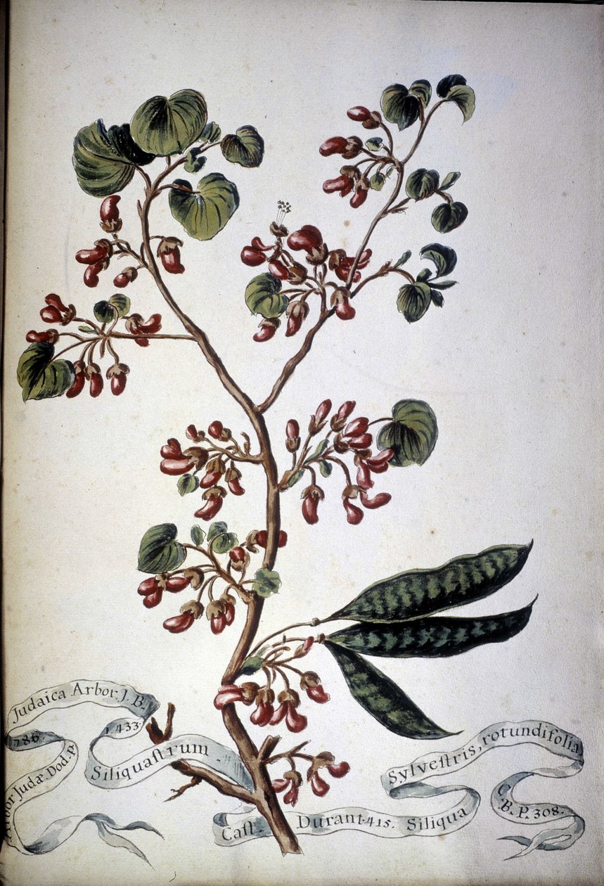 Sylvestris Rotundifolia. Erbario del XIX secolo da Unknown artist