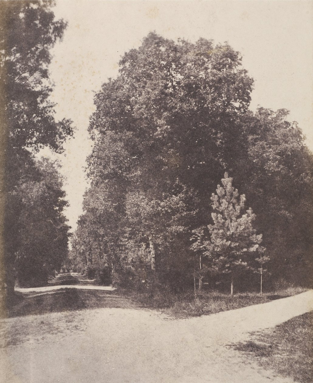 [Incrocio, nella foresta]. da Unknown artist/maker