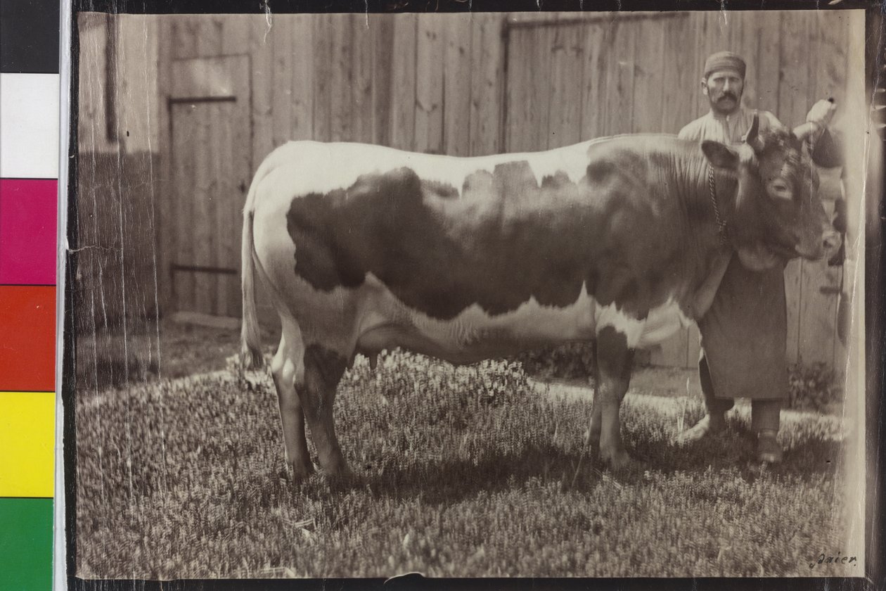 Mucca - Pinzgau Gelbscheck da Unknown photographer