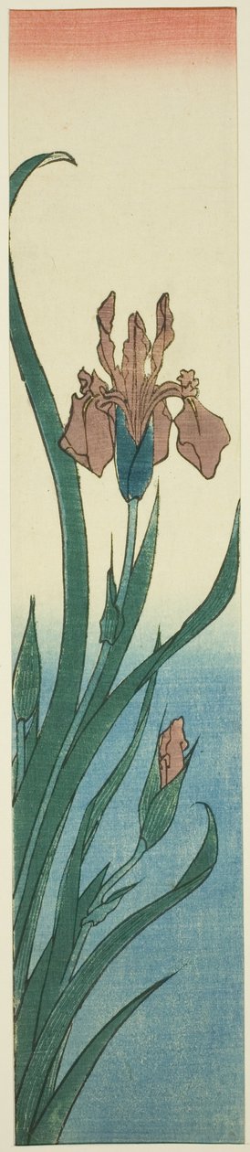 Iris da Utagawa Hiroshige