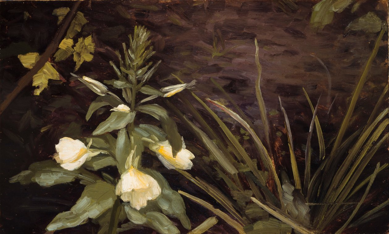 Enotera in fiore da Valdemar Schønheyder Møller