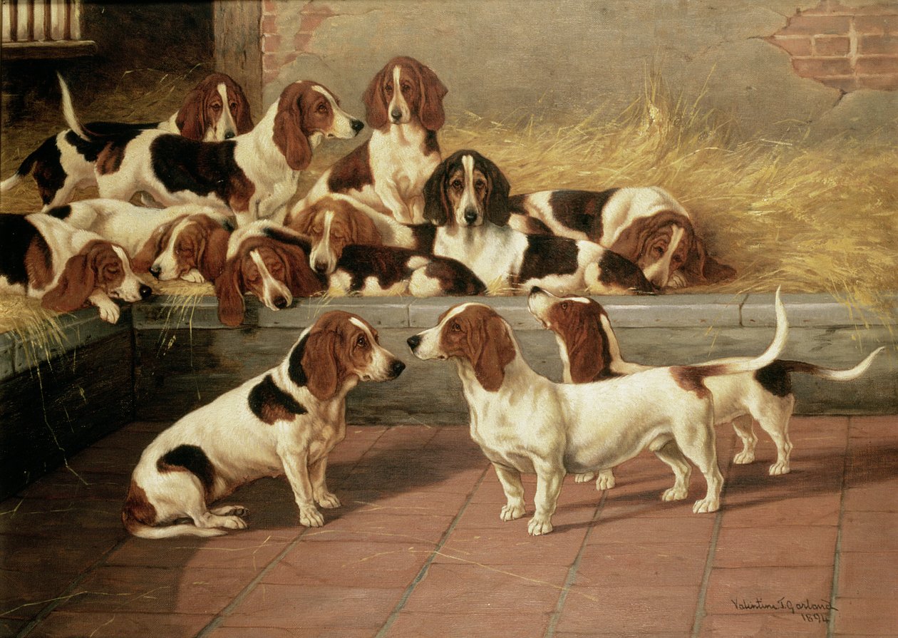 Basset Hound in un canile, 1894 da Valentine Thomas Garland