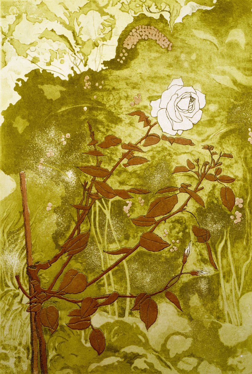 Rosa (stampa) da Valerie Daniel