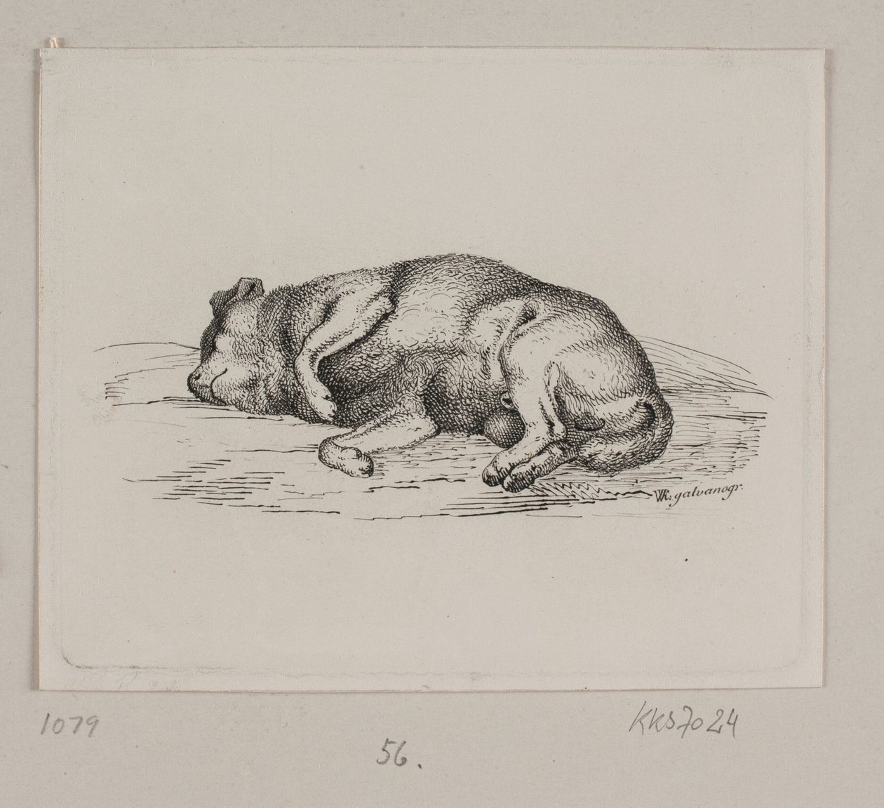 Un cane sdraiato da Vilhelm Kyhn