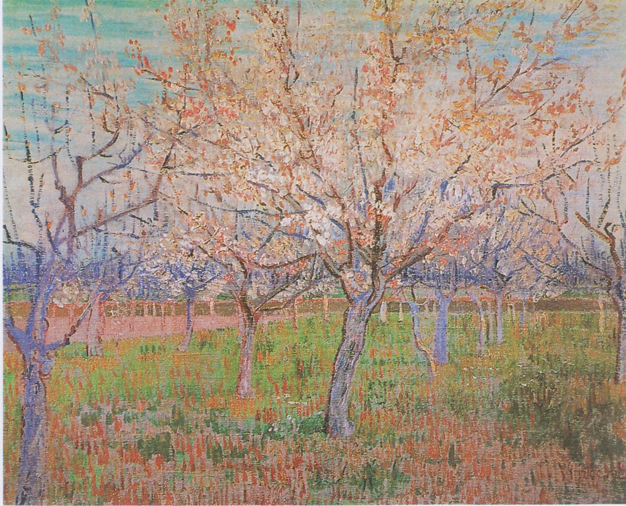 Frutteto con alberi di albicocco in fiore da Vincent van Gogh