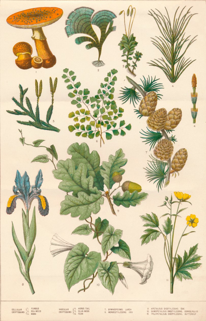Illustrazione botanica, c1880s da Vincent Brooks Day and Son
