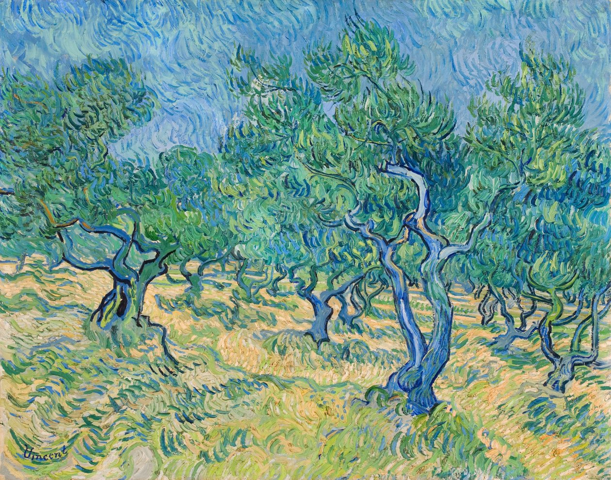 Uliveto, 1889 da Vincent van Gogh