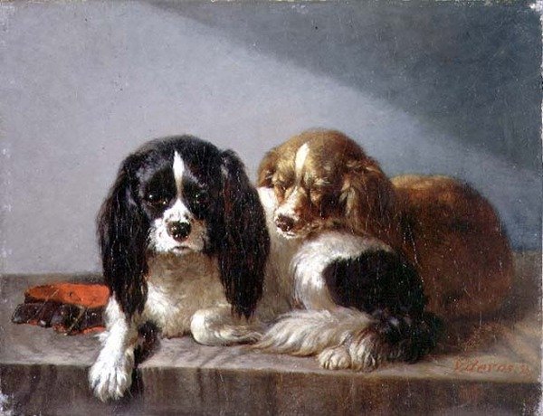 Spaniel di Re Carlo da Vincent de Vos