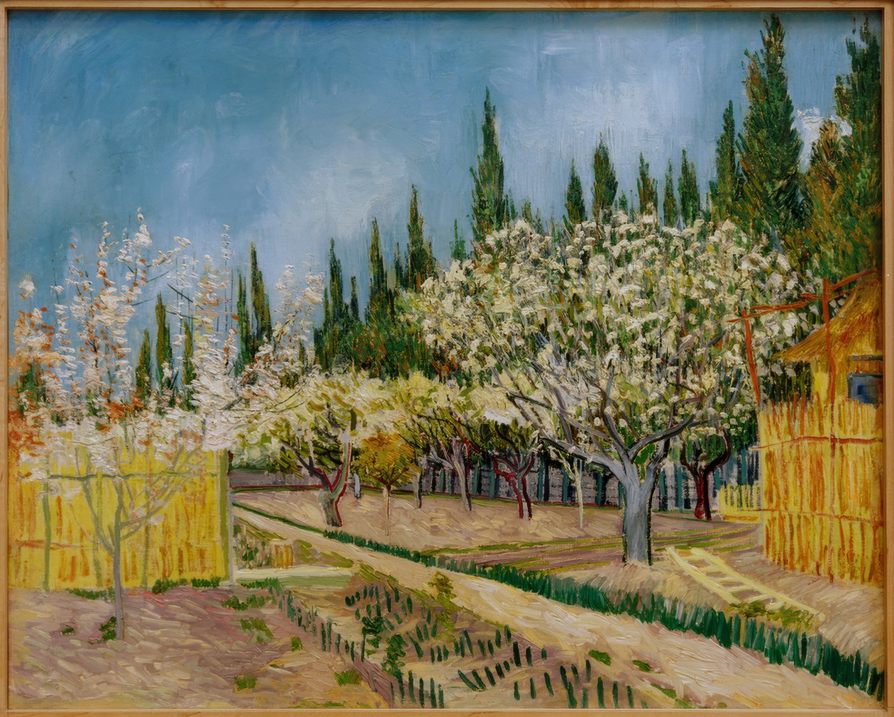 Frutteto in fiore, circondato da cipressi da Vincent van Gogh