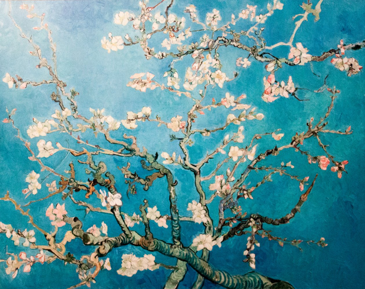 Olandese: Amandelbloesem Albero dei rami di mandorlo in fiore da Vincent van Gogh