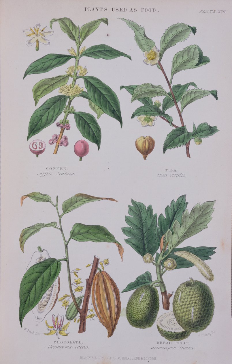Caffè, Tè, Cioccolato e Frutto del Pane, tavola da uno studio botanico, inciso da J. Bishop, 1872 da W.H. Fitch