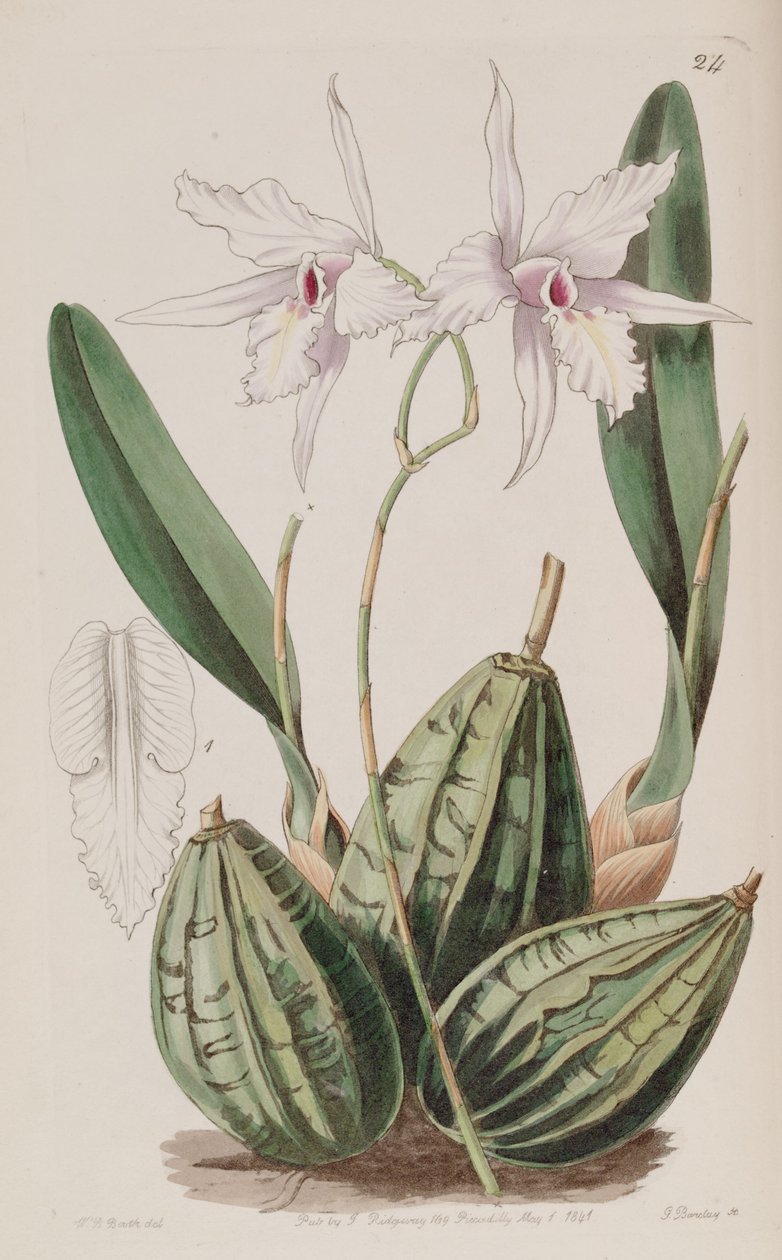 Laelia rubescens da W. J. Booth