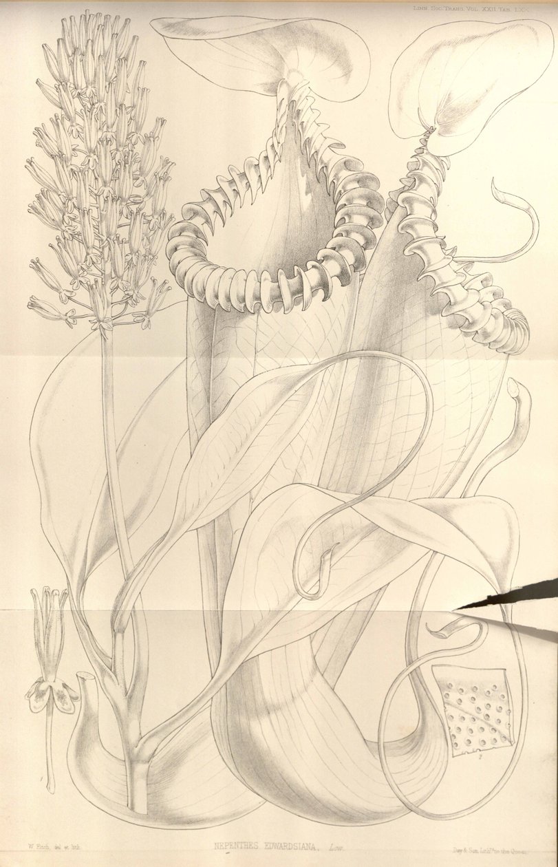 Nepenthes edwardsiana da Transactions of the Linnean Society of London, vol. 22 da W.H. Fitch