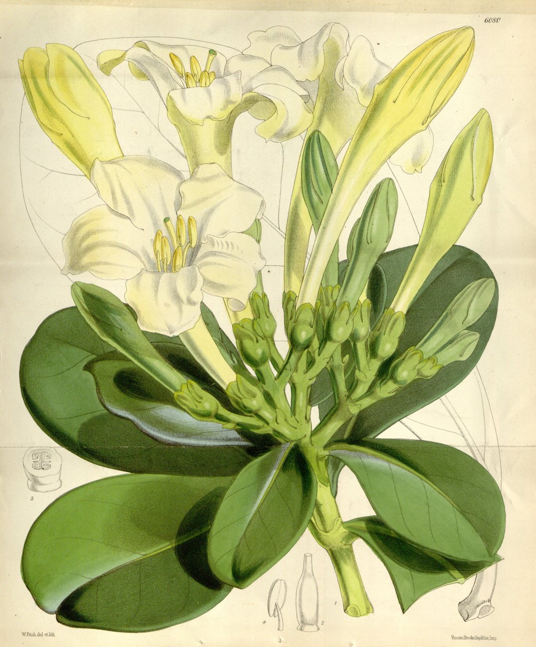 Fagraea ceilanica da W.H. Fitch