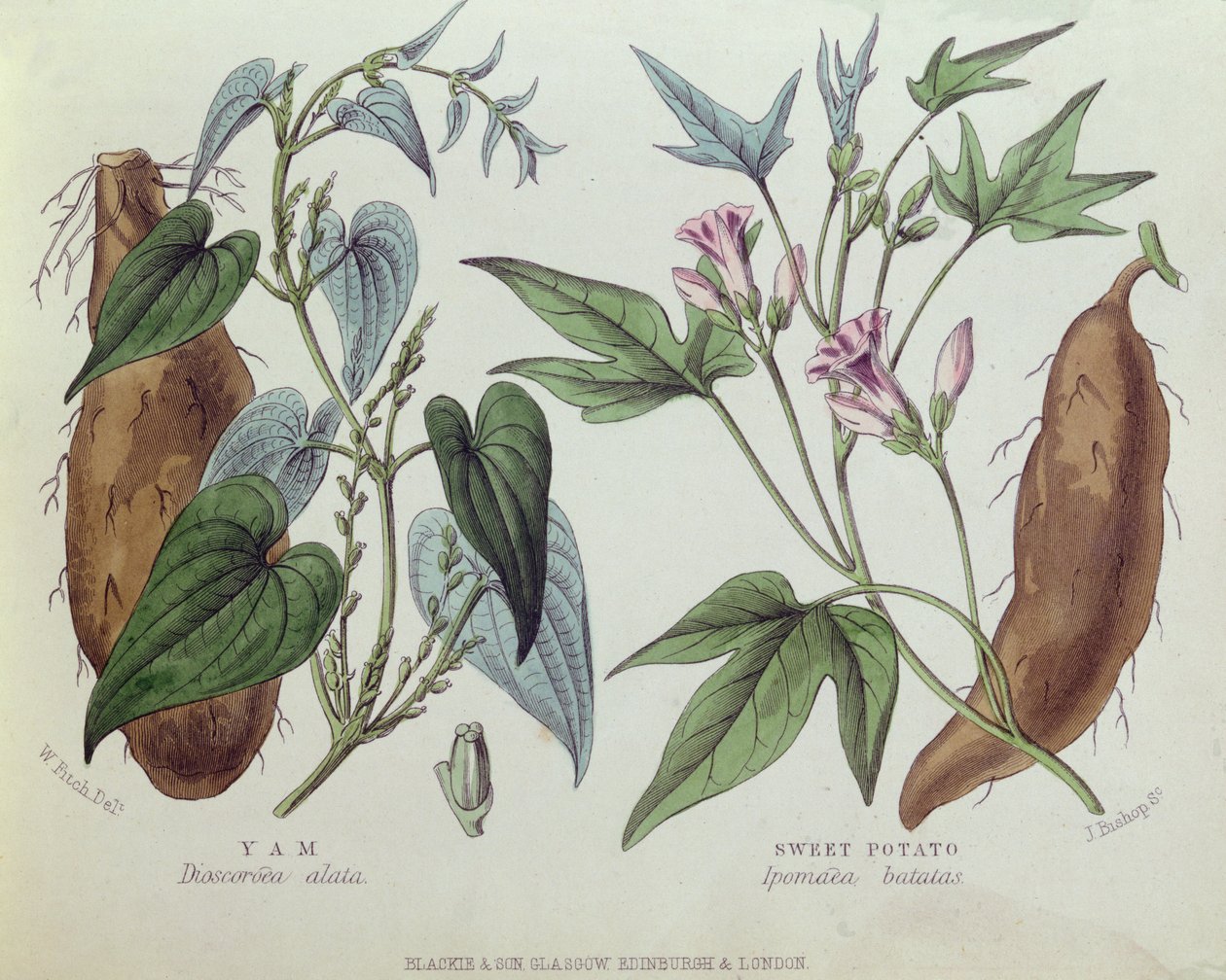 Yam e patata dolce da W. Fitch