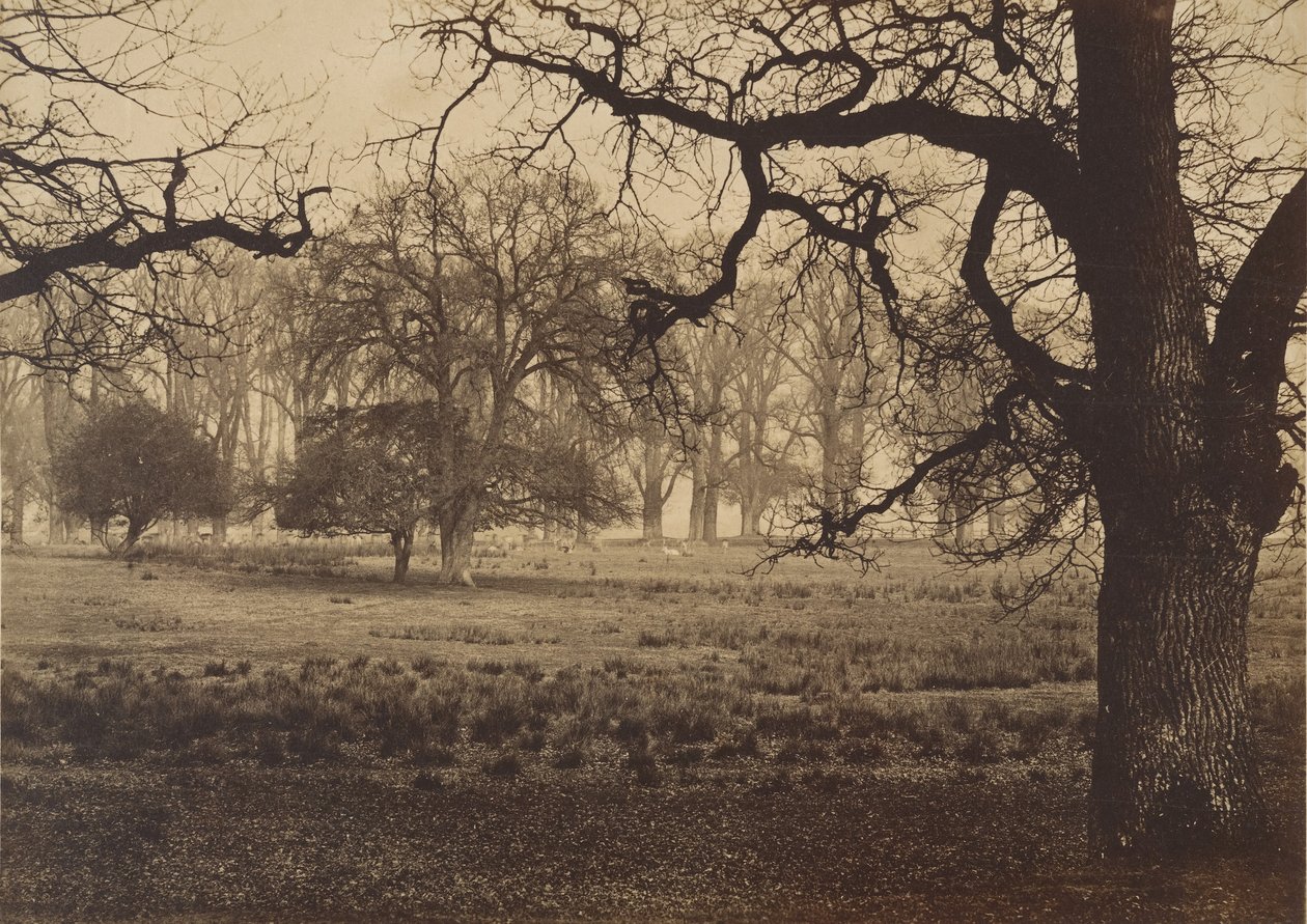 Parco di Windsor, cervi che si nutrono, 1850 da W. H. Nicholl