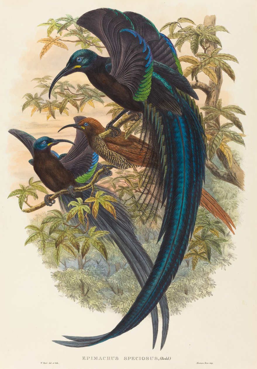 Epimachus speciosus (Uccello del paradiso dal becco ricurvo) da W. Hart