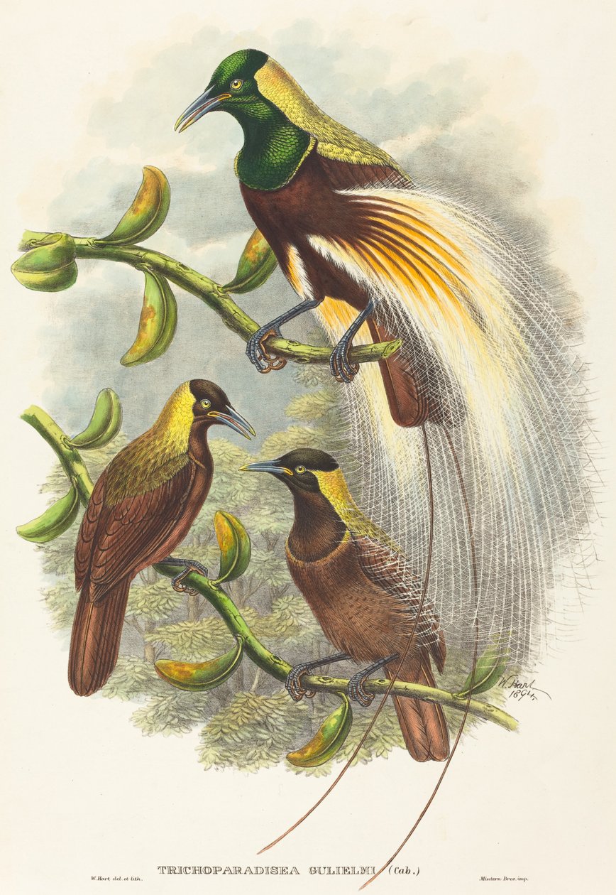 Trichoparadisea Gulielmi da W. Hart