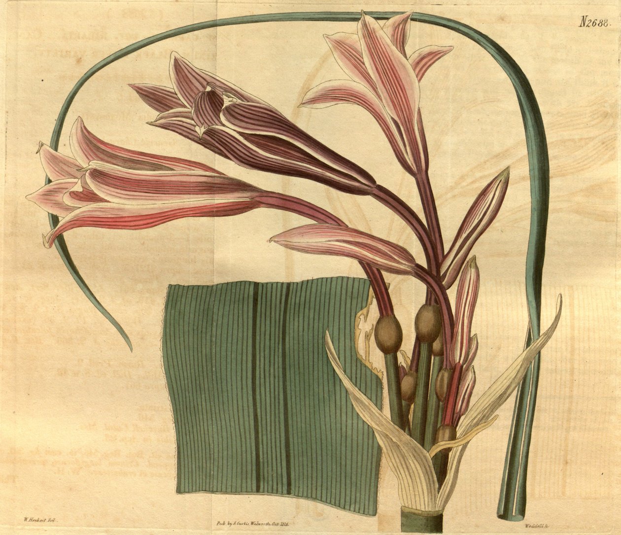 Crinum bulbispermum da W. Herbert