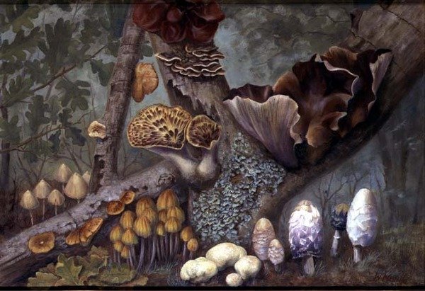 Funghi nel Bosco da W. Neville