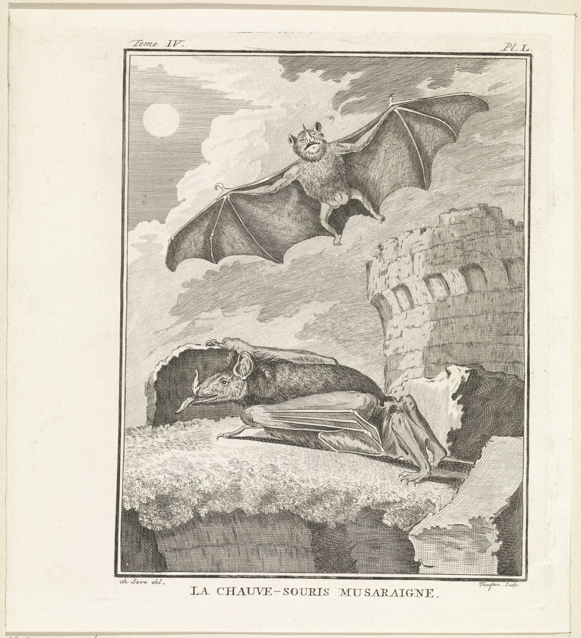 Pipistrelli da W. Tringham