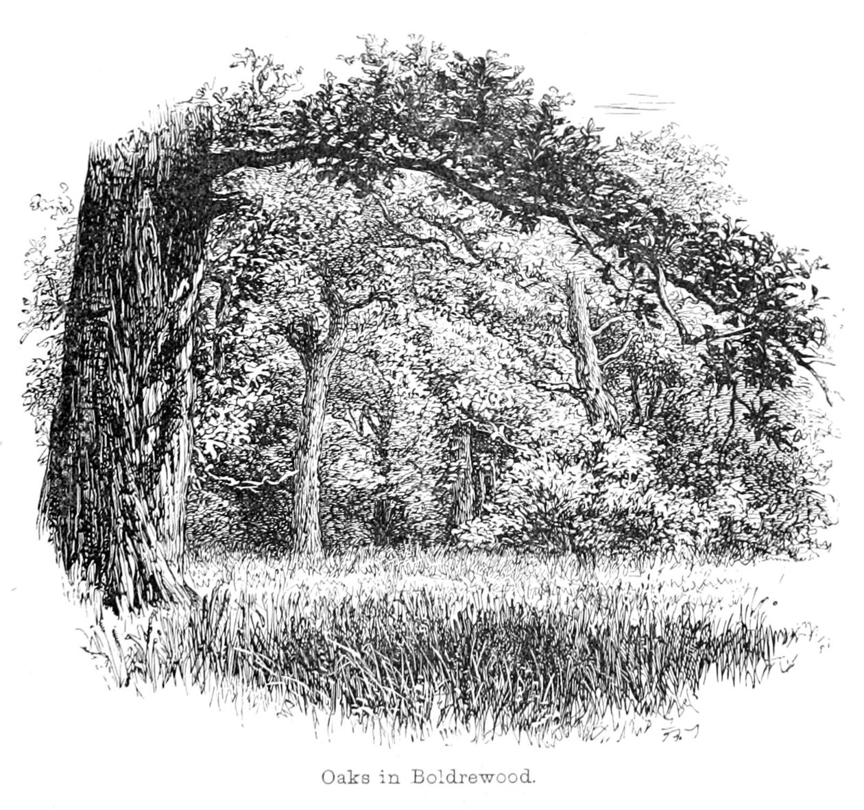 Querce a Boldrewood da Walter Crane
