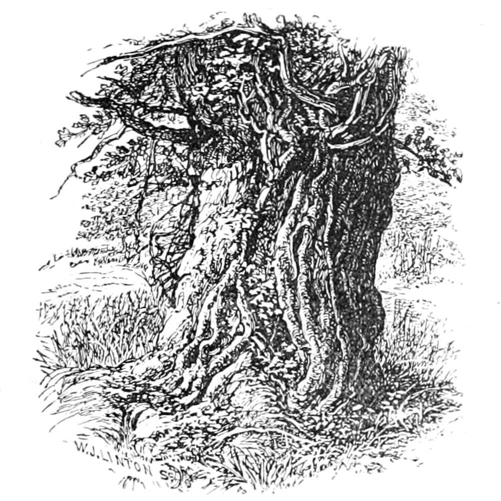 Vecchia quercia a Boldrewood da Walter Crane