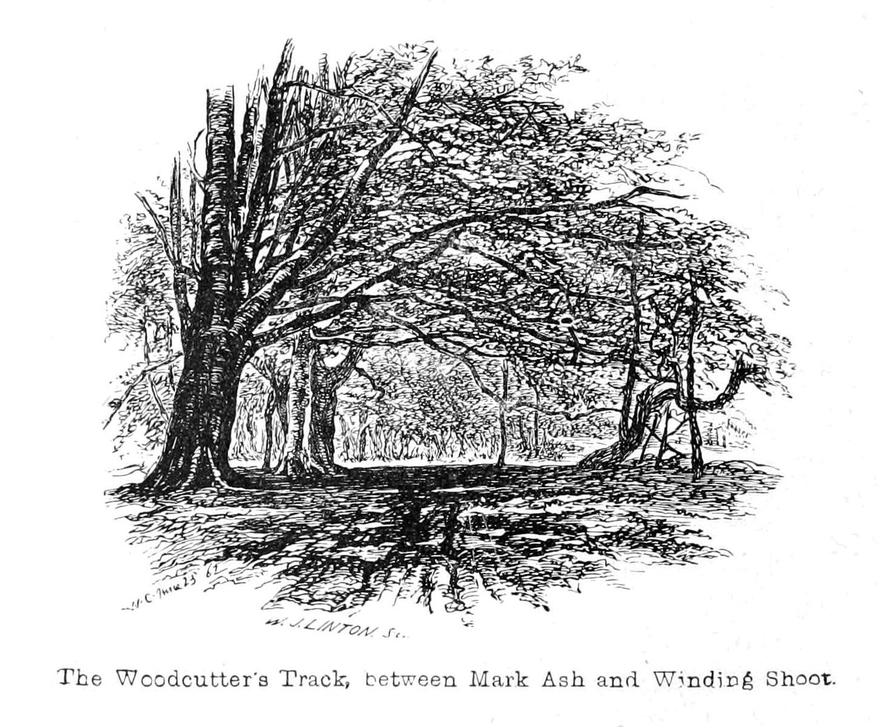 Il Sentiero dei Boscaioli, tra Mark Ash e Winding Shoot da Walter Crane