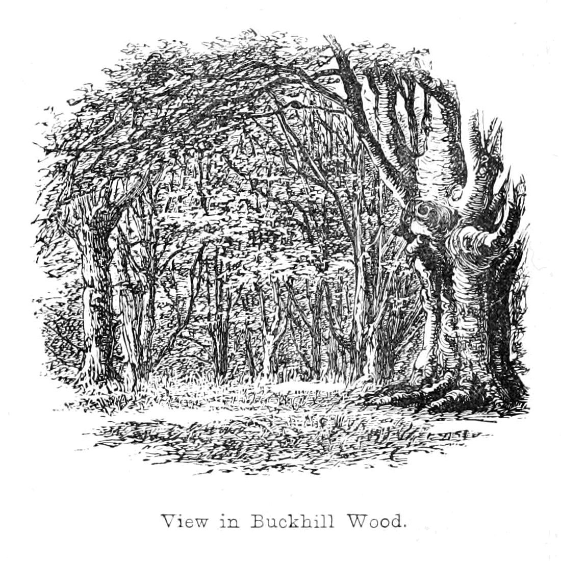 Vista nel bosco di Buckhill da Walter Crane