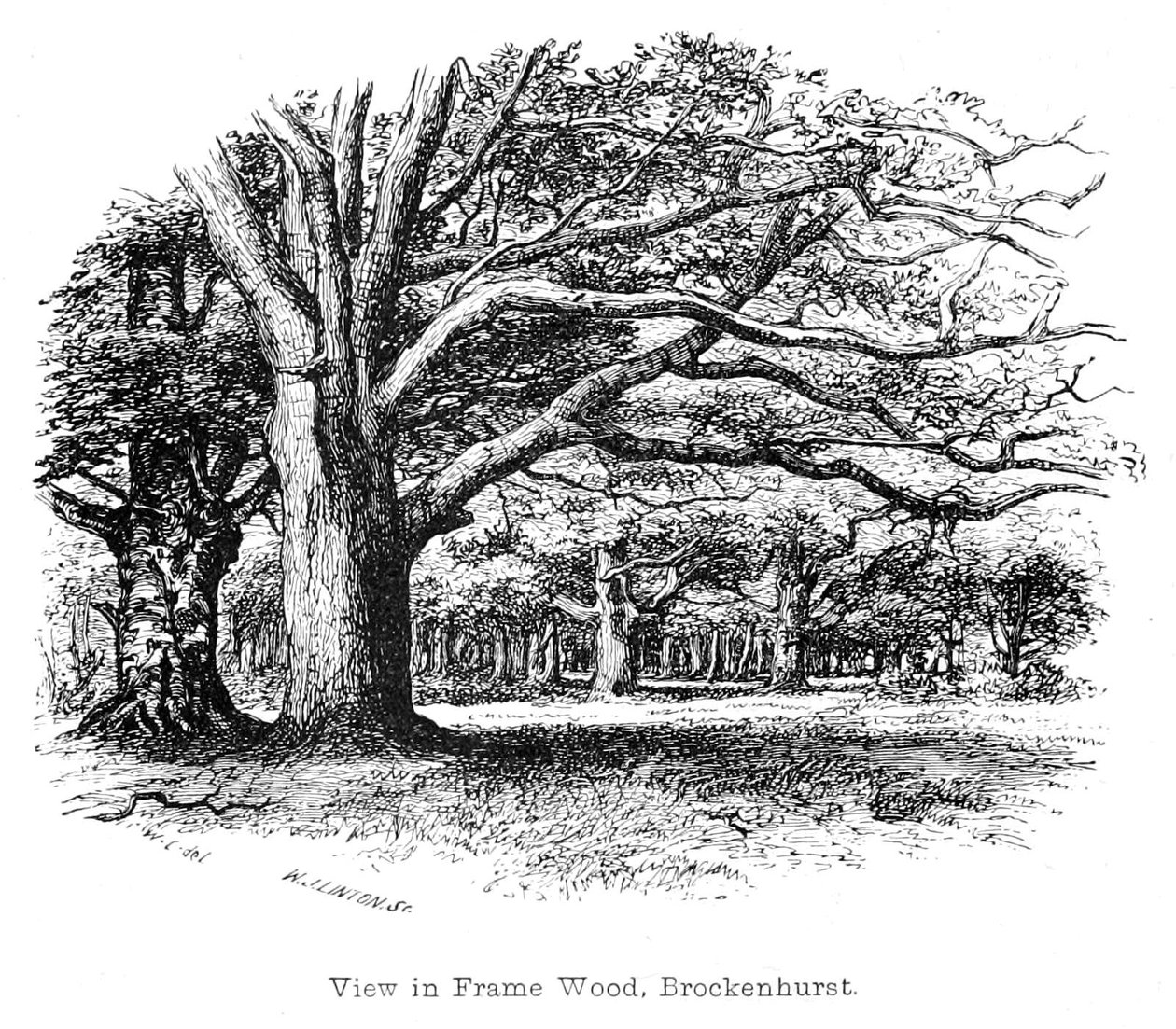 Veduta nel Bosco di Frame, Brockenhurst da Walter Crane