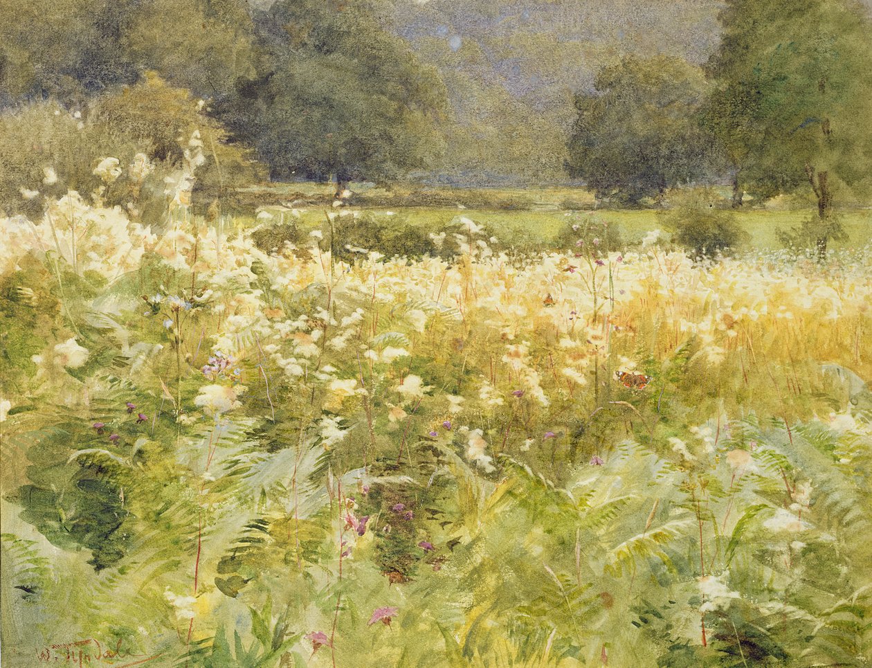Filipendula da Walter Frederick Roofe Tyndale