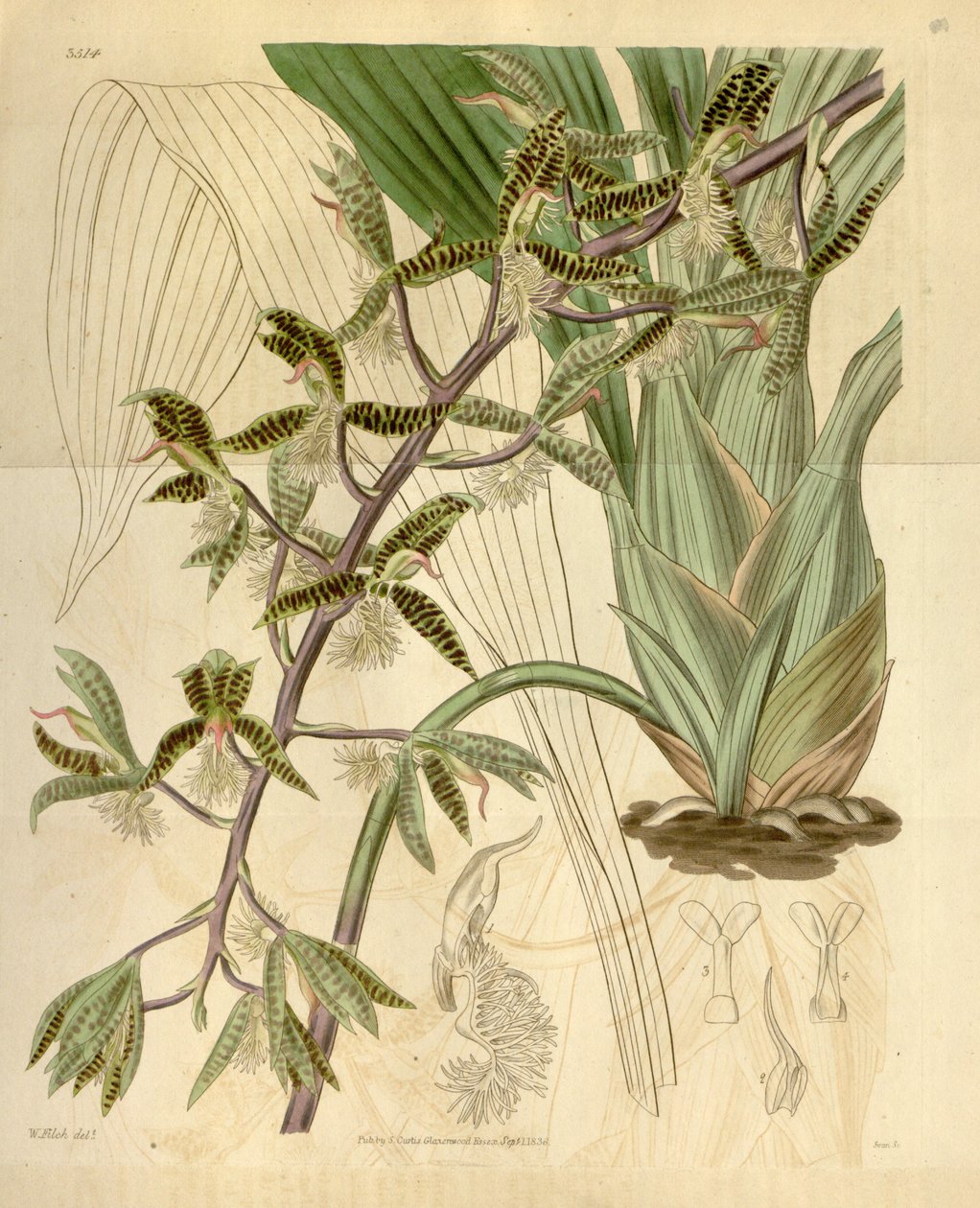 Illustrazione di Catasetum barbatum (come sin. Myanthus barbatus) da Walter Hood Fitch